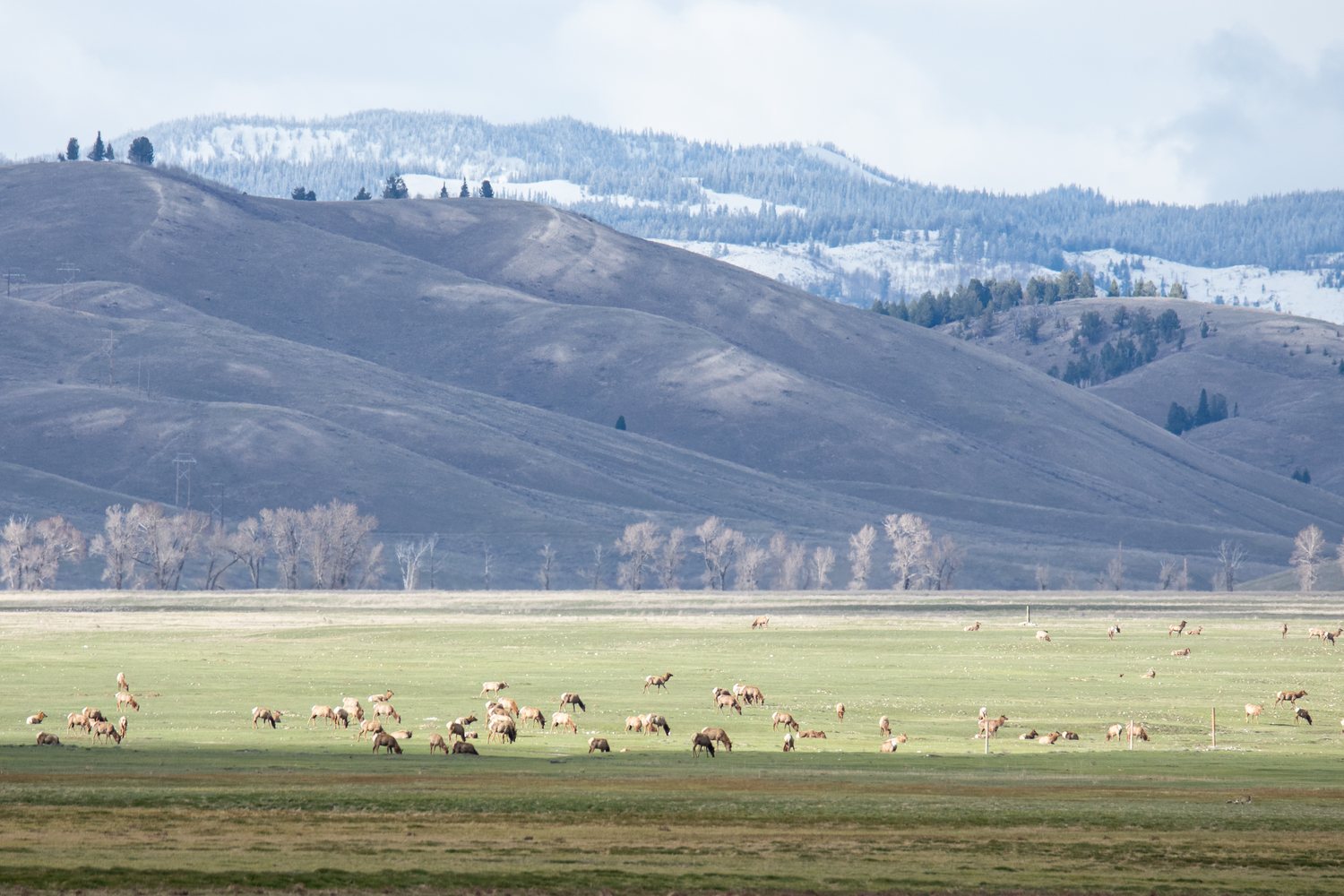 An elk herd grazing the flats of the National Elk Refuge below the hills.